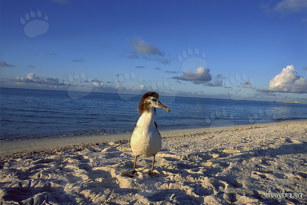 Faszinierender Junger Laysan-Albatros auf Midway Atoll