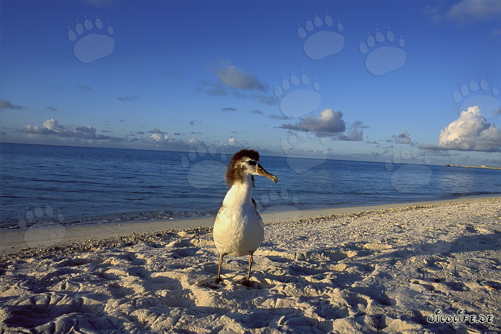 Fascinating Young Laysan Albatross on Midway Atoll