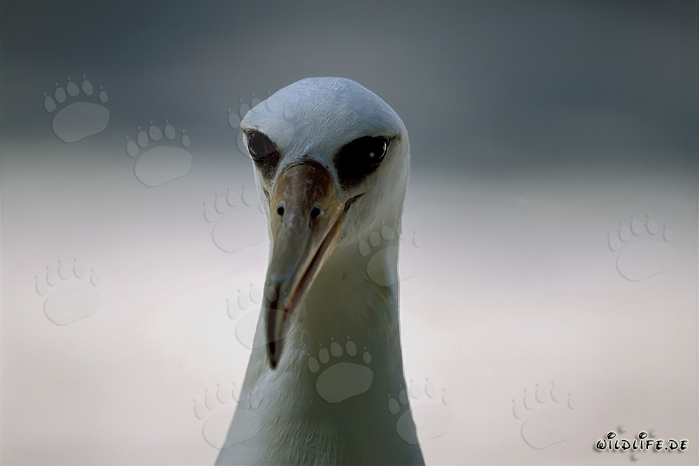 Faszinierendes Porträt des Laysan-Albatros auf Midway Atoll