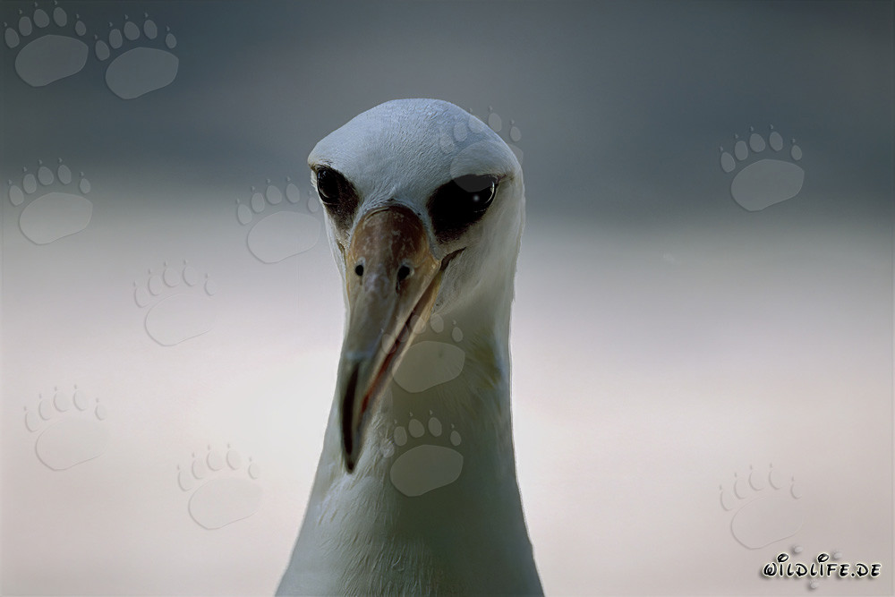 Fascinating portrait of the Laysan albatross on Midway Atoll