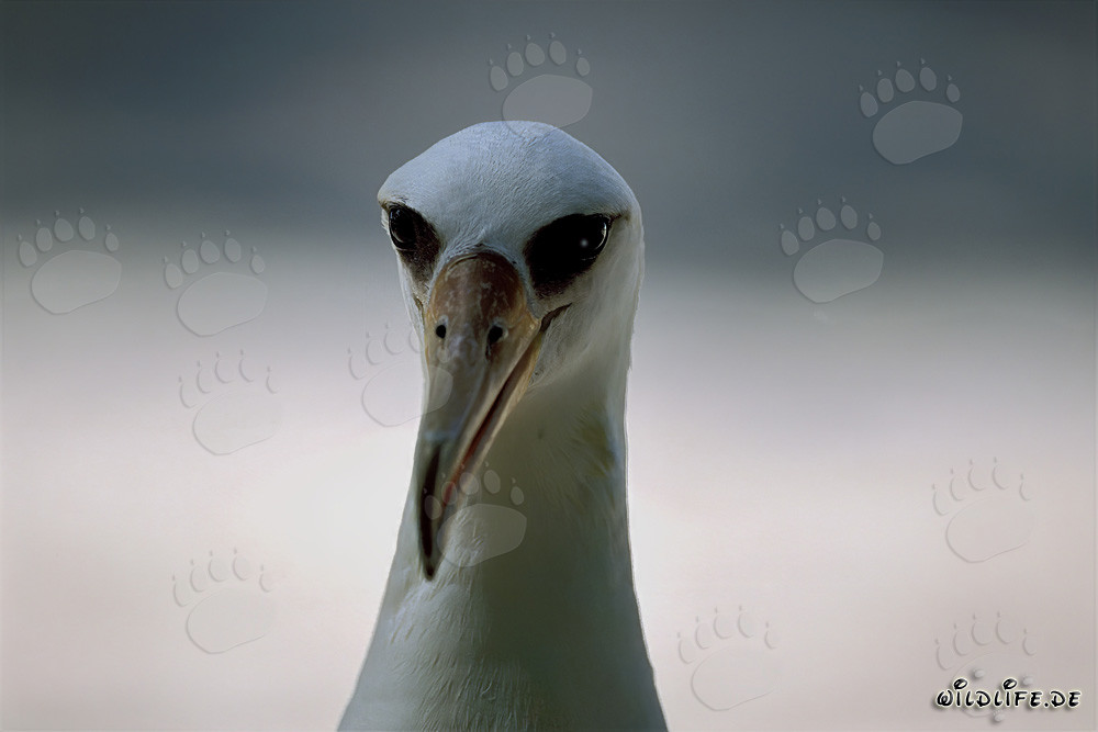 Portrait fascinant de l'albatros de Laysan sur l'atoll de Midway