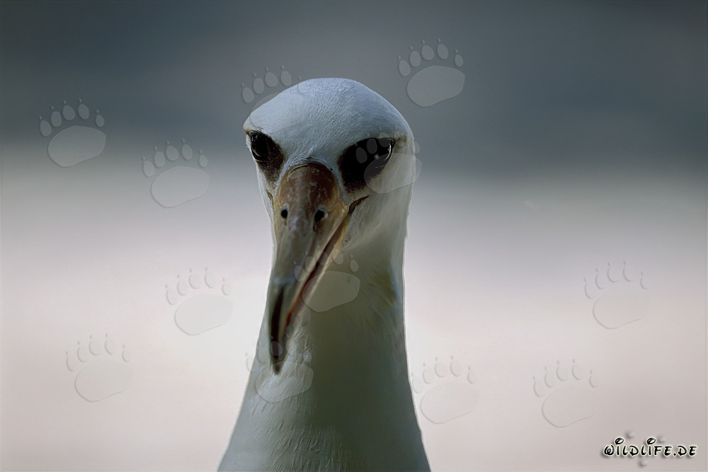 Retrato fascinante del albatros de Laysan en el atolón de Midway