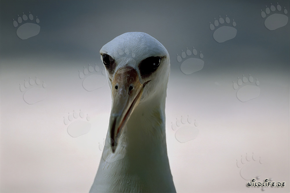 Affascinante ritratto dell'albatros di Laysan sull'atollo di Midway