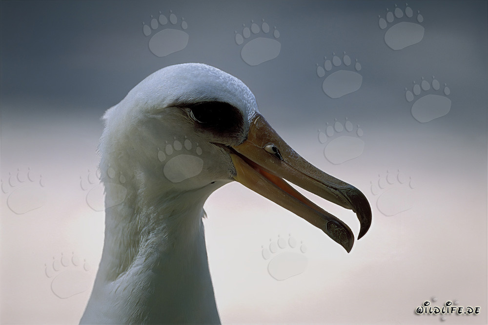 Ritratto di un albatro di Laysan sulle isole Midway