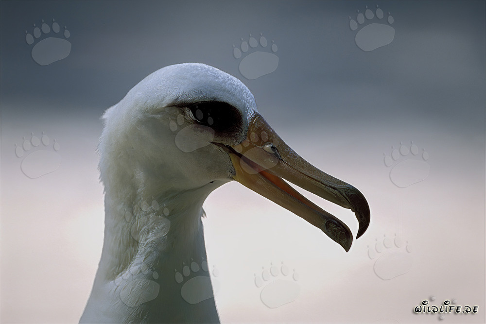 Portrait d'un albatros de Laysan sur les îles Midway
