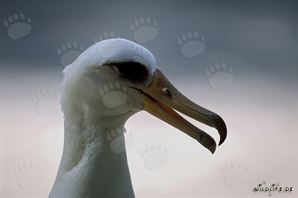 Portrait of a Laysan albatross on the Midway Islands