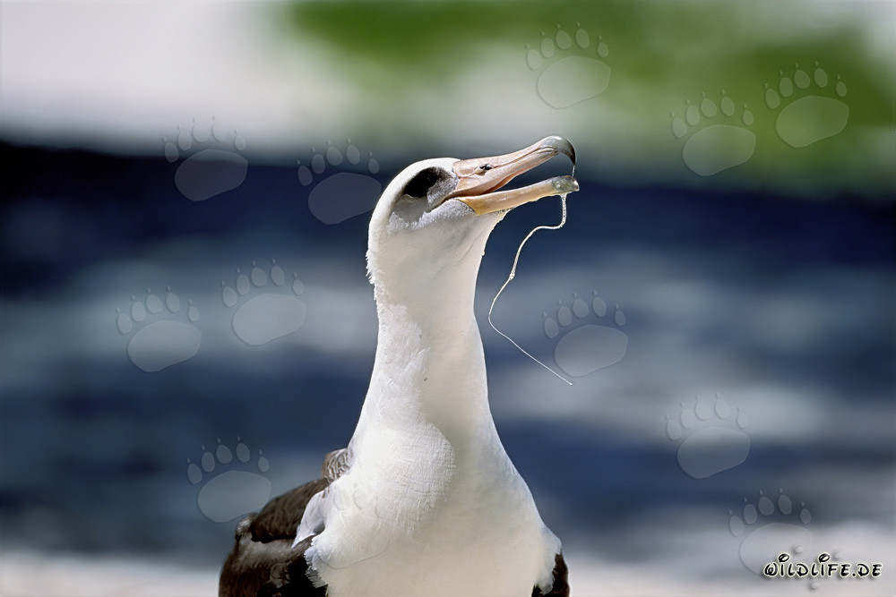 Porträt des Laysan-Albatros