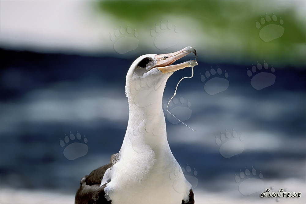Portrait de l'Albatros de Laysan