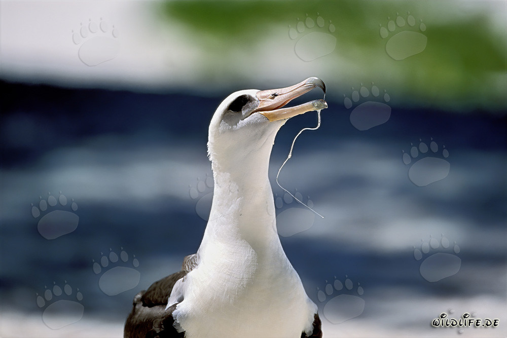 Retrato del Albatros de Laysan