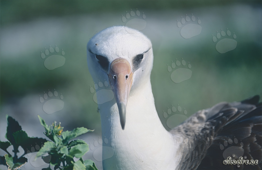 Faszinierendes Porträt des Laysan-Albatros