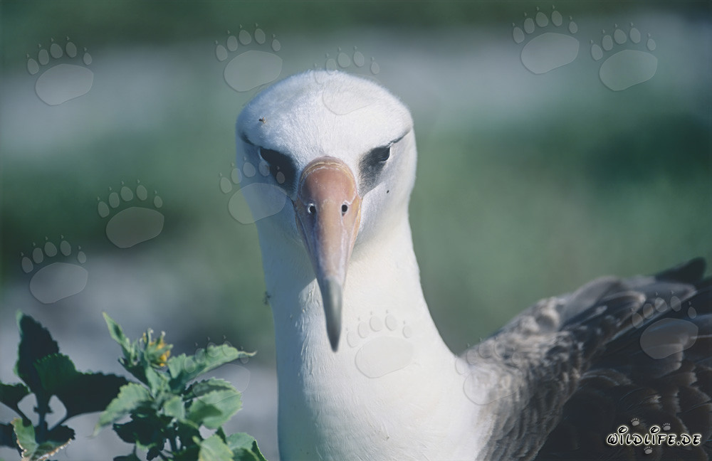 Fascinating portrait of the Laysan albatross