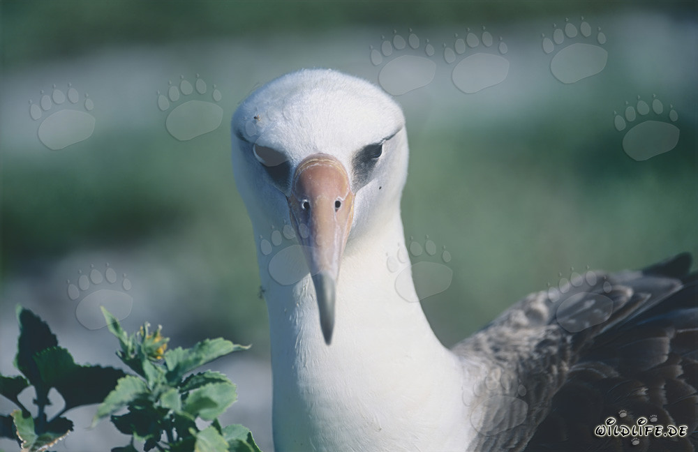 Retrato fascinante del albatros de Laysan