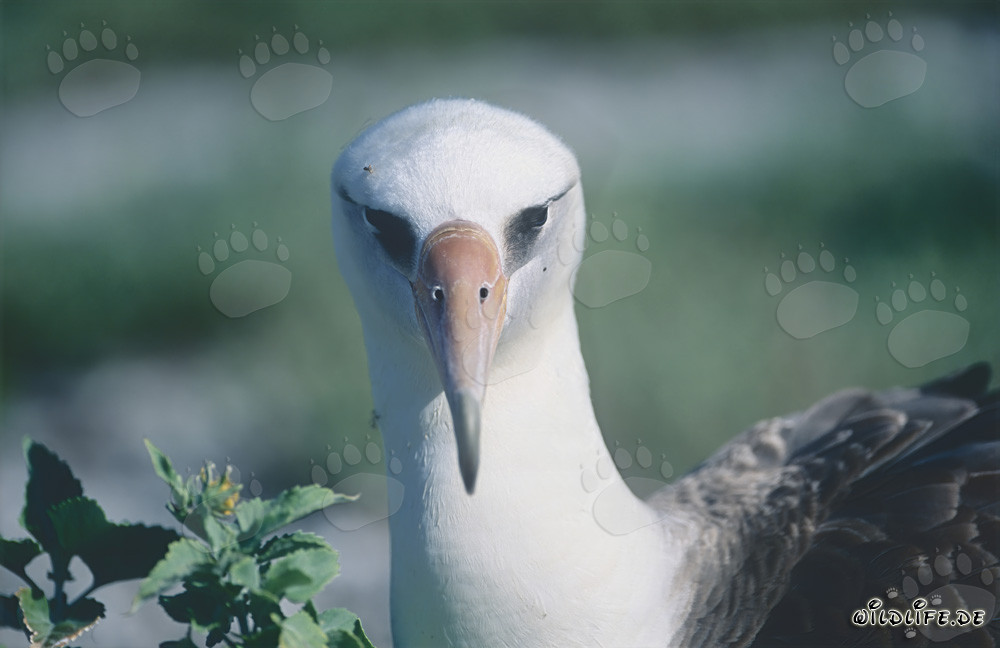 Affascinante ritratto dell'albatros di Laysan