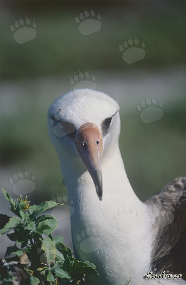 Elegantes Laysan-Albatros Porträt im Flug über dem Ozean