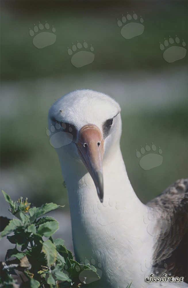 Elegant Laysan albatross portrait flying over the ocean