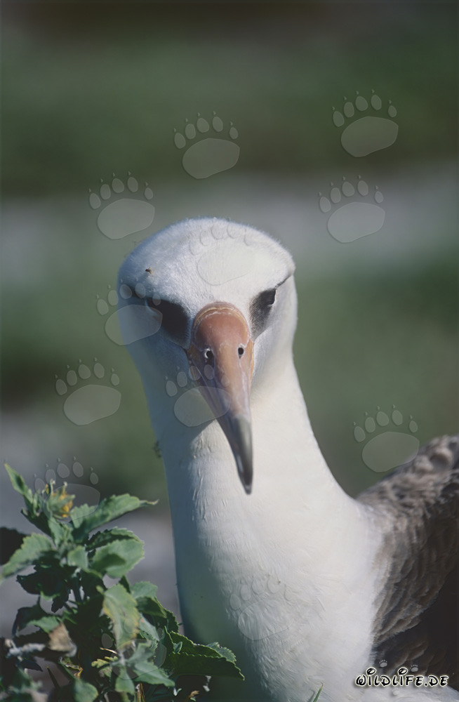 Portrait élégant de l'albatros de Laysan en vol au-dessus de l'océan