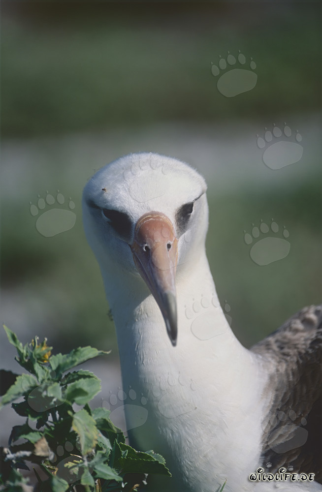 Elegante retrato del albatros de Laysan en vuelo sobre el océano
