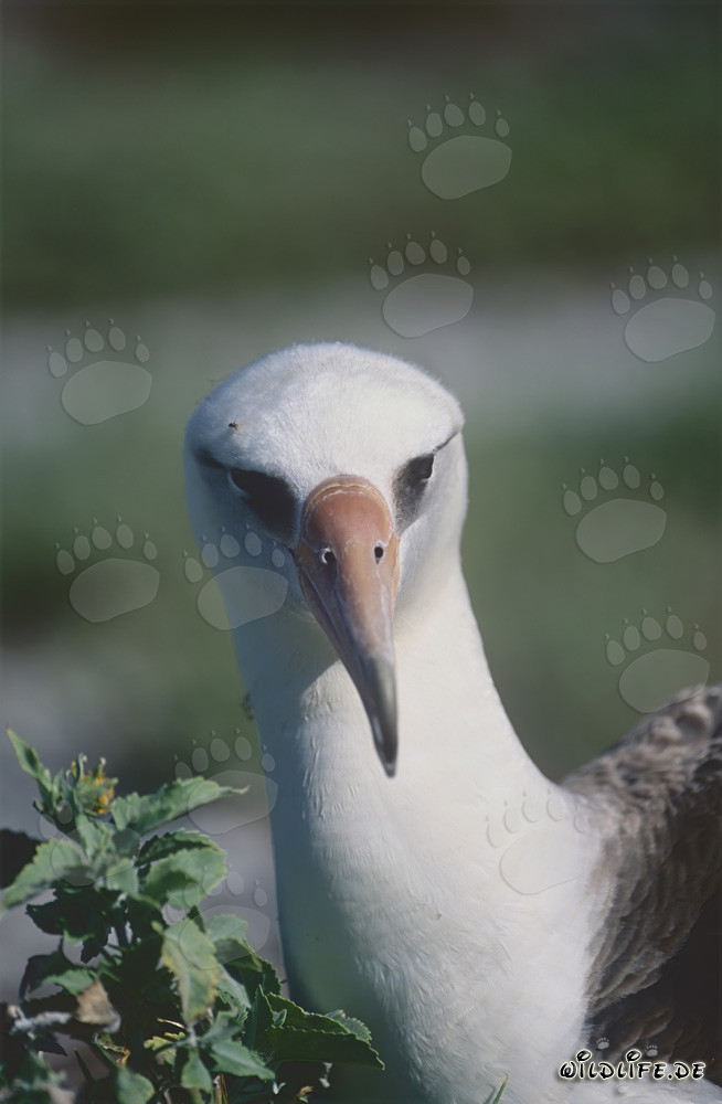 Elegante ritratto dell'albatros di Laysan in volo sull'oceano