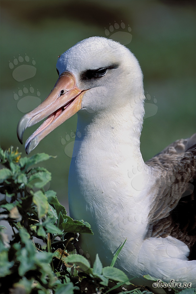 Portrait fascinant de l'Albatros de Laysan