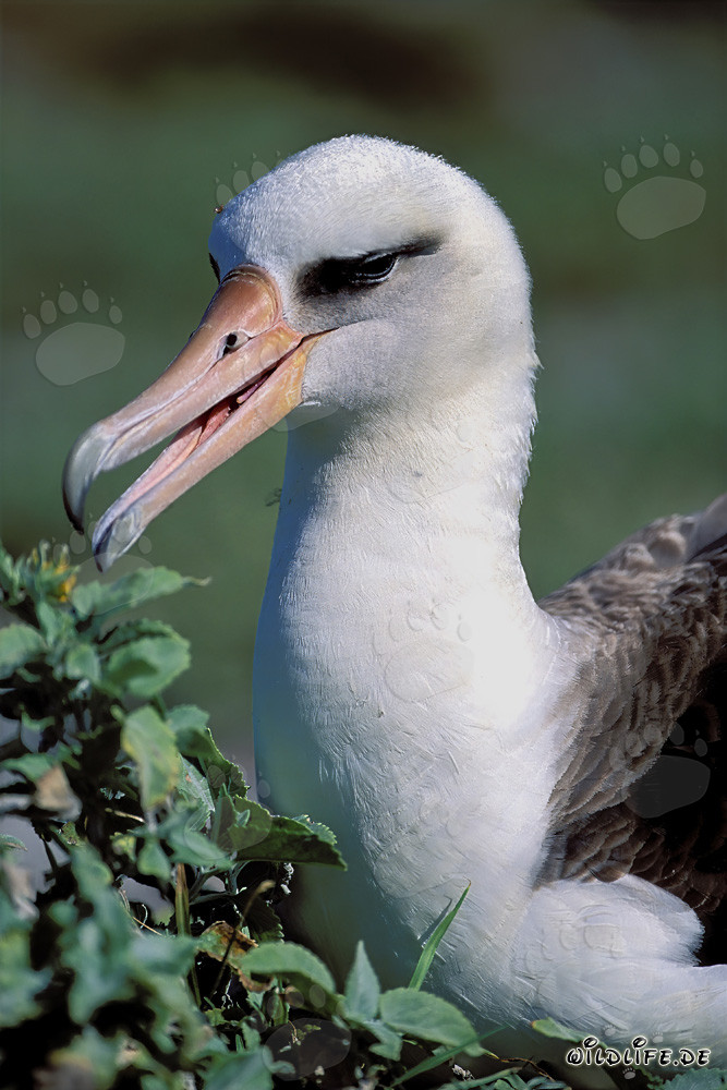 Retrato fascinante del Albatros de Laysan