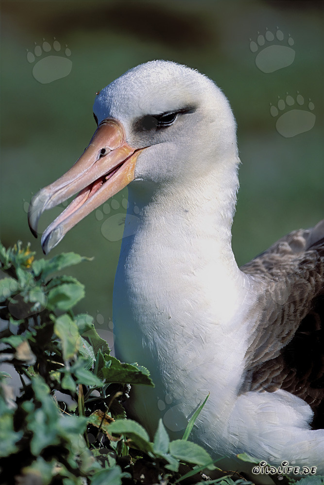 Faszinierendes Porträt des Laysan-Albatros