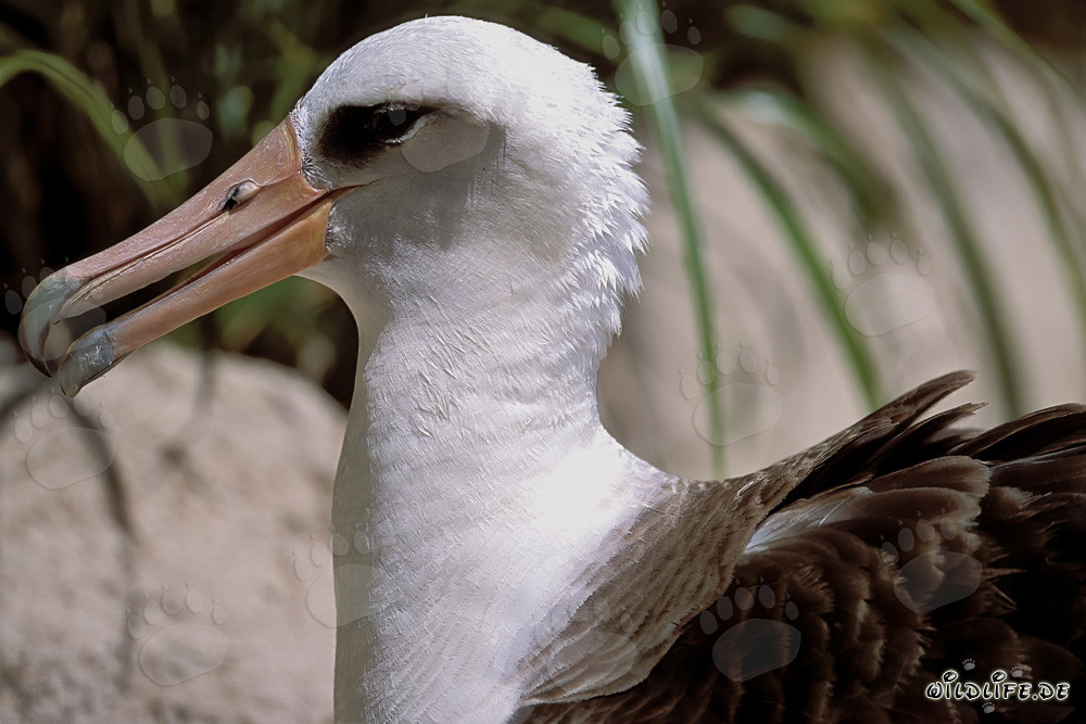 Faszinierendes Porträt des Laysan-Albatros