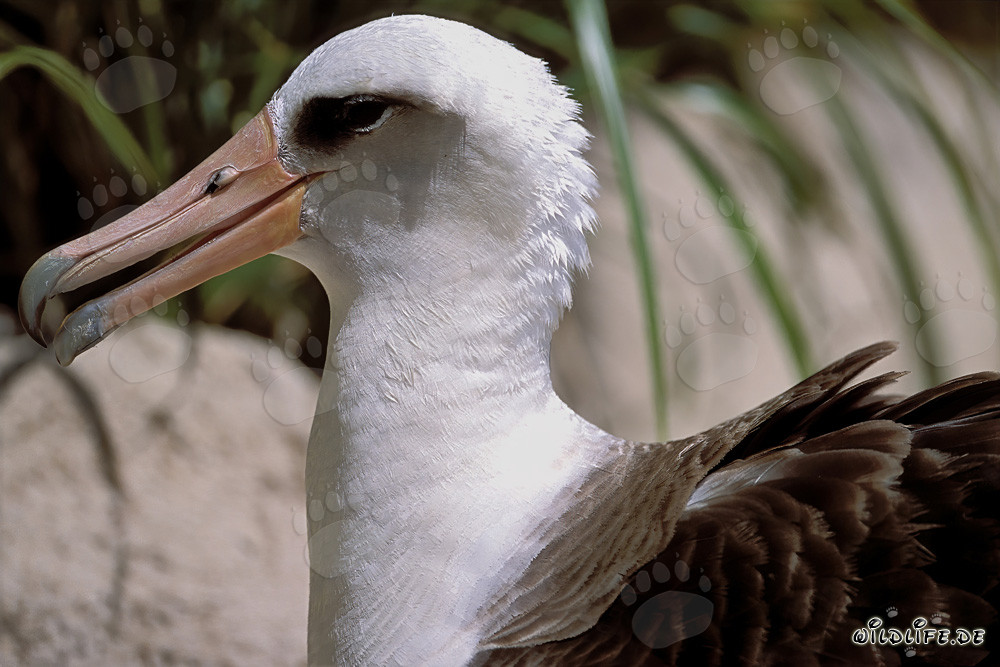 Portrait fascinant de l'albatros de Laysan