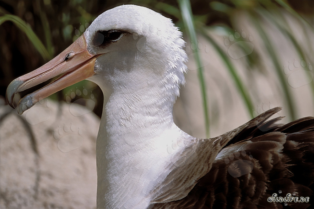 Retrato fascinante del albatros de Laysan