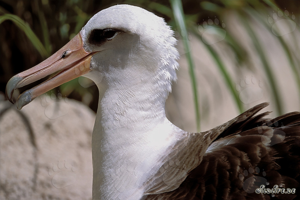 Ritratto affascinante dell'albatros di Laysan