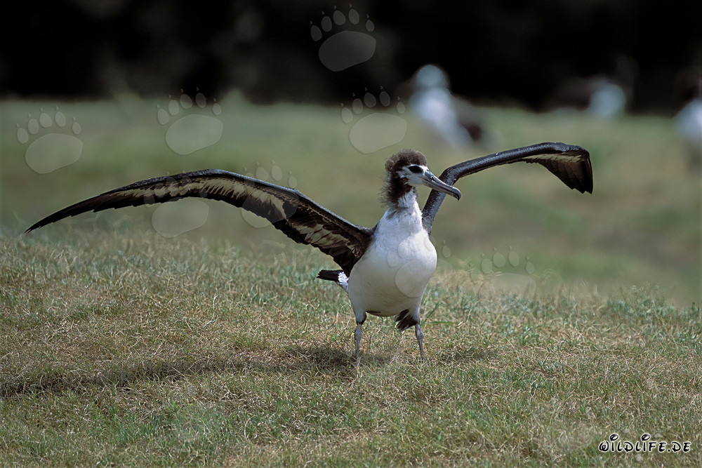 Affascinante giovane uccello albatros di Laysan