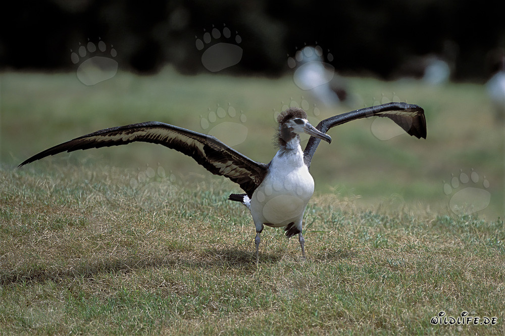 Faszinierender Jungvogel des Laysan-Albatros