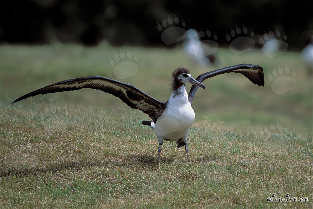 Fascinating young Laysan albatross