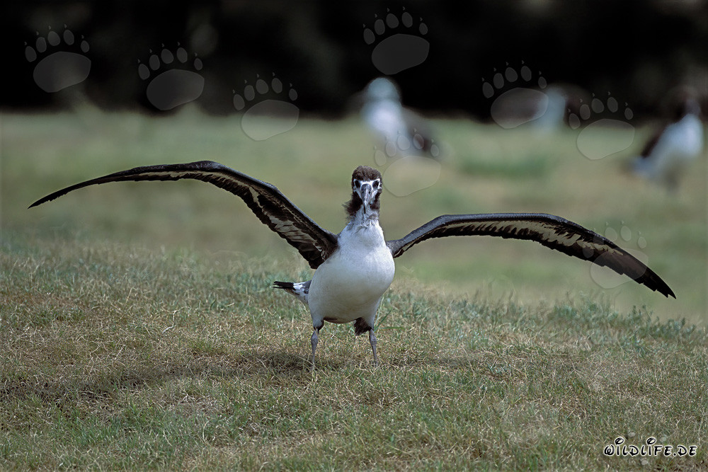 Affascinante giovane albatros di Laysan a Midway Atoll, Hawaii