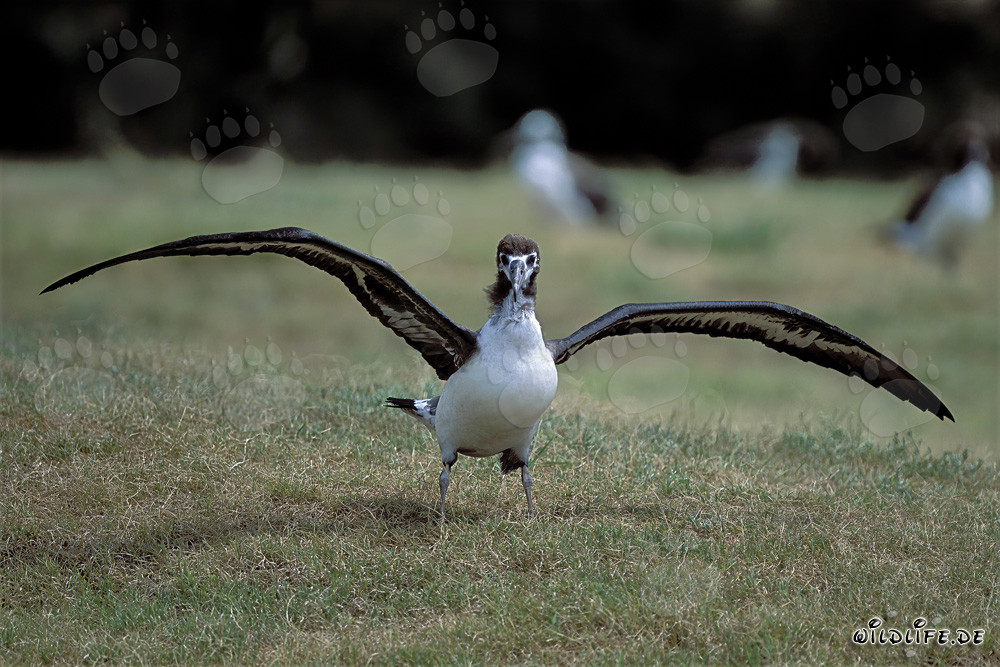 Jeune et fascinant albatros de Laysan à Midway Atoll, Hawaï