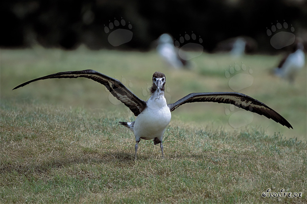 Fascinante joven albatros de Laysan en Midway Atoll, Hawái