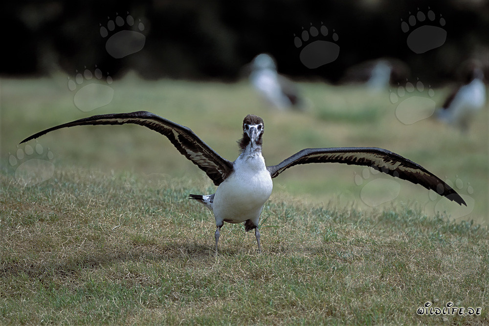 Faszinierender junger Laysan-Albatros auf Midway Atoll, Hawaii