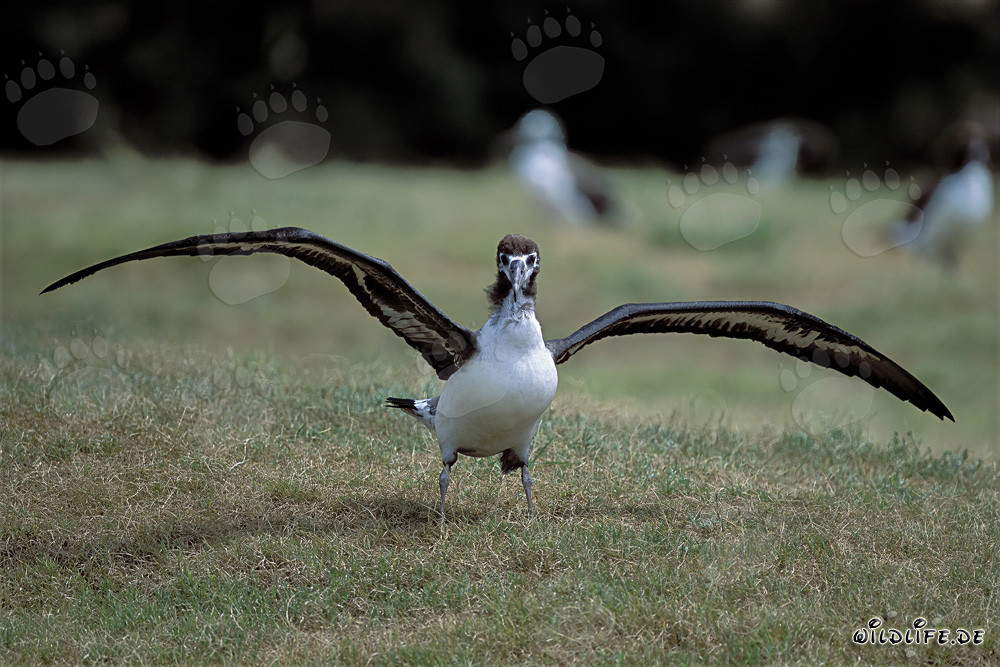 Fascinating young Laysan albatross on Midway Atoll, Hawaii