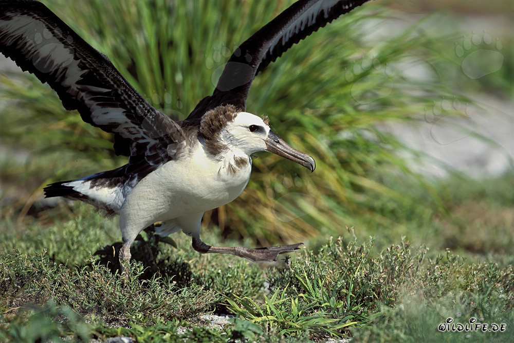 Fascinante giovane albatros di Laysan sull'atollo di Midway