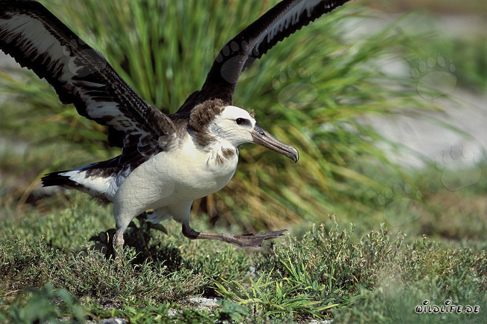 Jeune albatros de Laysan fascinant sur l'atoll de Midway