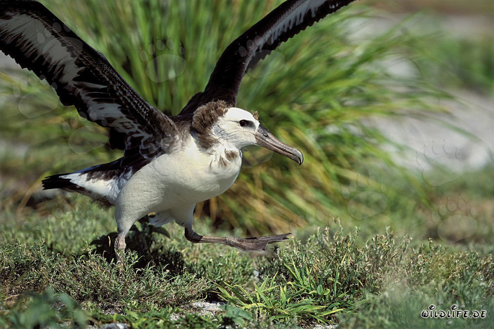 Fascinante joven albatros de Laysan en el atolón de Midway