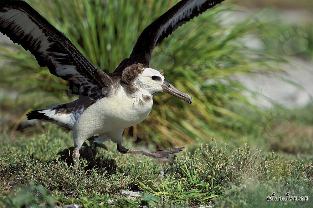Faszinierender junger Laysan-Albatros auf Midway Atoll