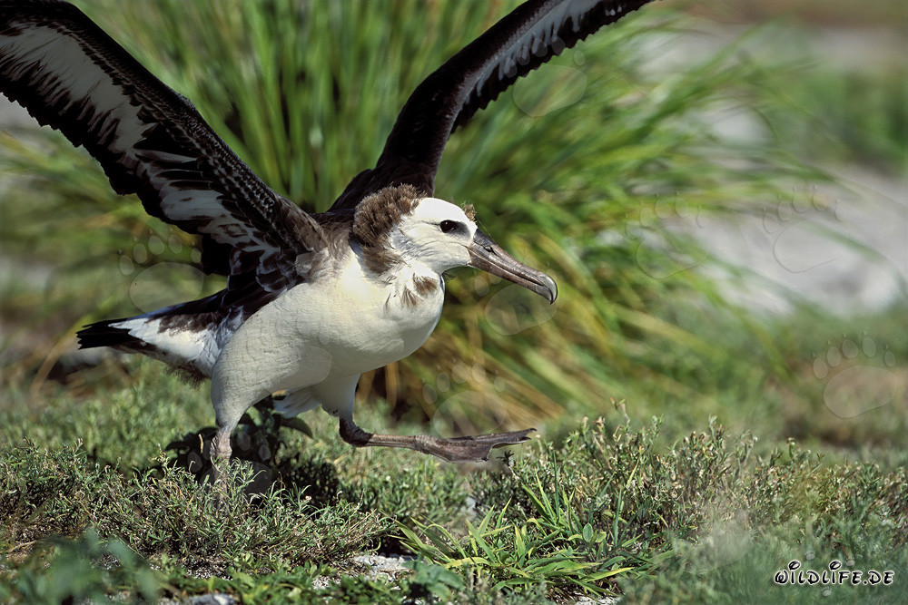 Fascinating young Laysan albatross on Midway Atoll