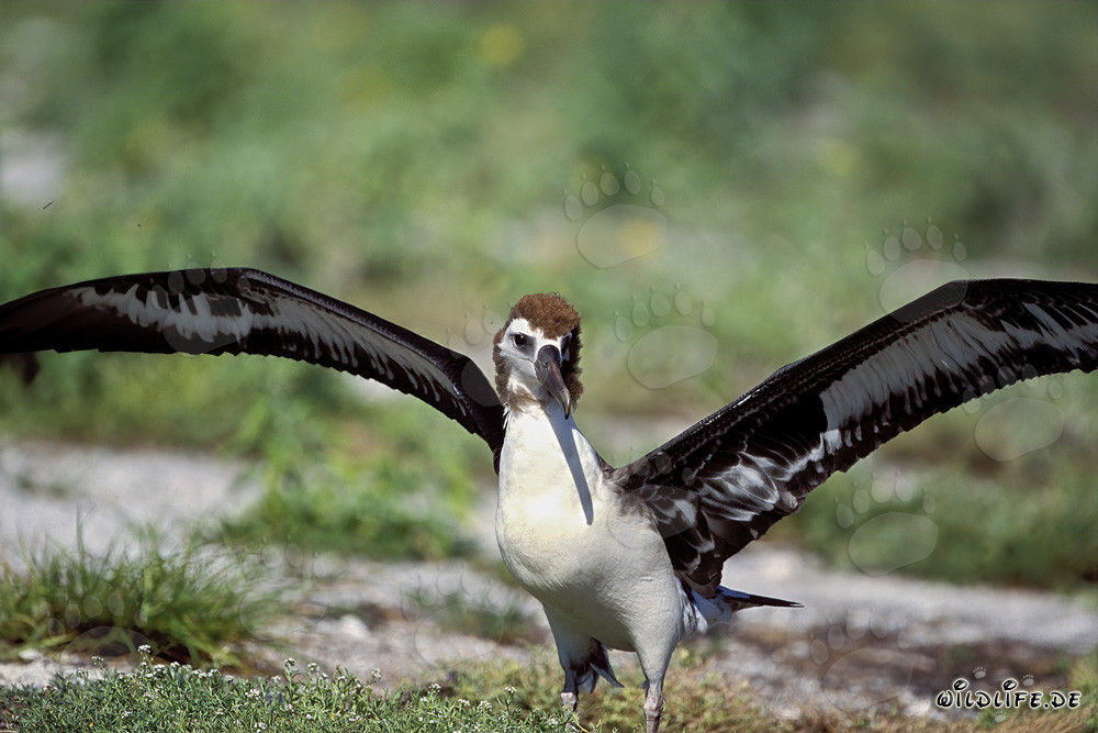 Affascinante giovane albatros di Laysan a Midway Atoll