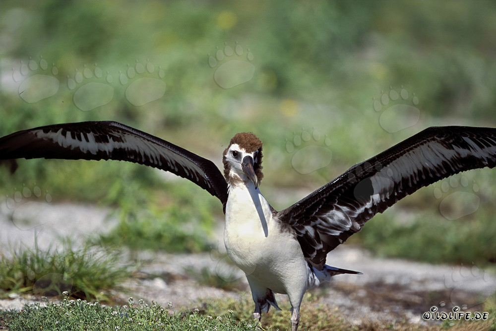 Faszinierender junger Laysan-Albatros auf Midway Atoll