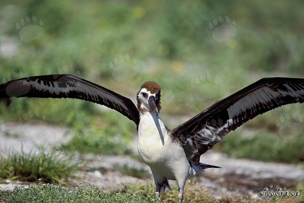 Fascinating young Laysan albatross on Midway Atoll