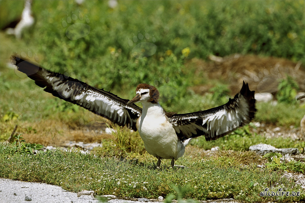 Affascinante giovane albatros di Laysan a Midway Atoll