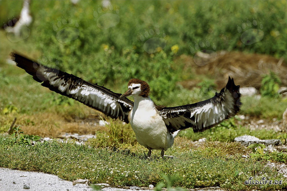 Jeune et fascinant albatros de Laysan à Midway Atoll