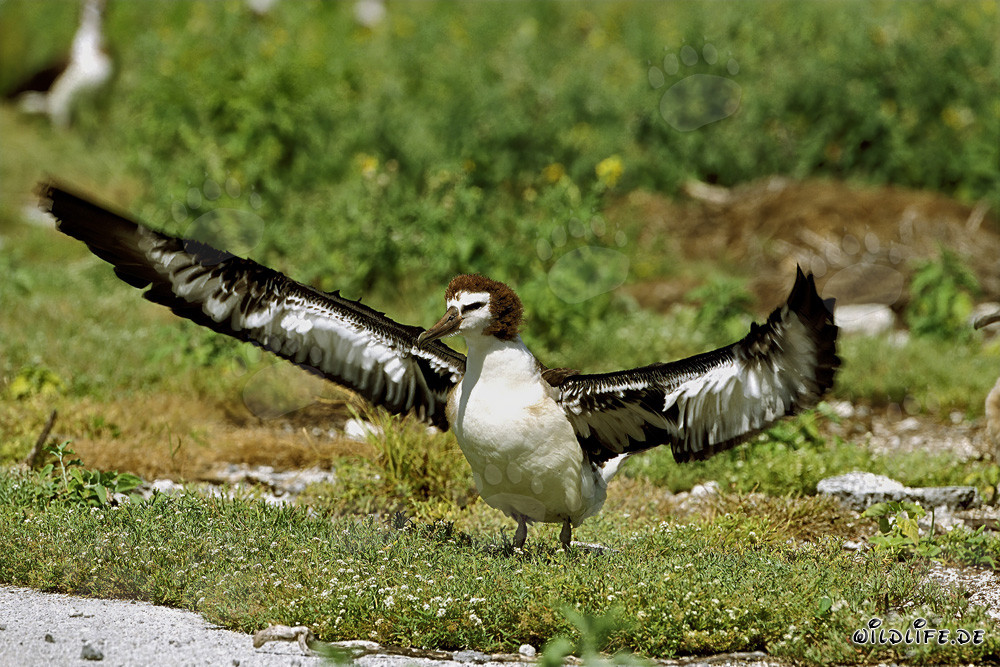 Fascinante joven albatros de Laysan en Midway Atoll
