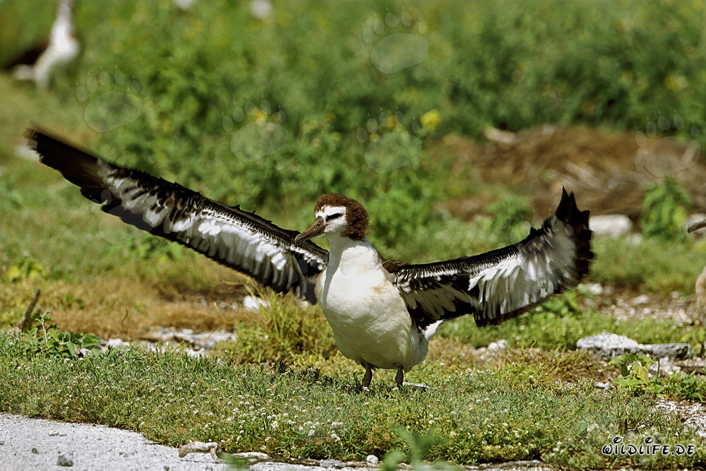 Faszinierender junger Laysan-Albatros auf Midway Atoll