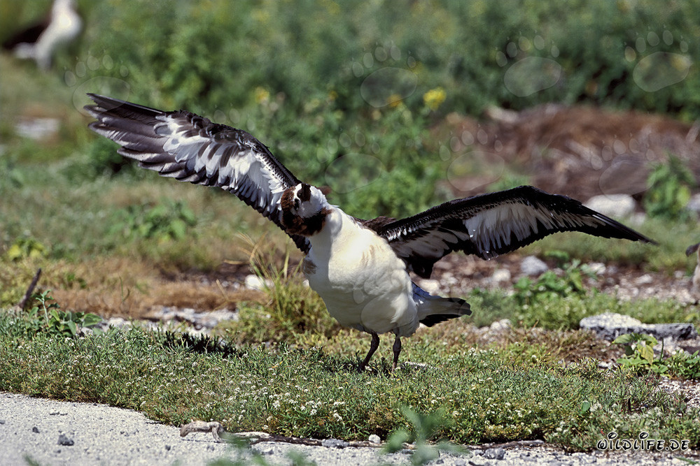 Giovane albatros di Laysan - Maestoso abitante delle isole Midway